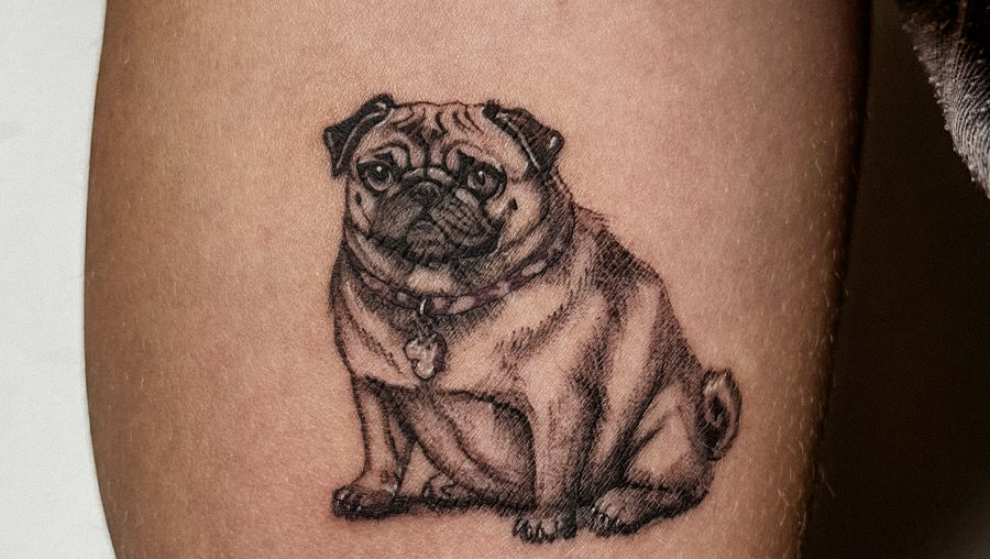 Fotografía de tatuaje realista de un perro pug realizado por Carla Tainy